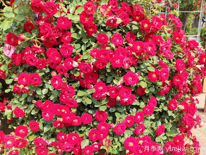 紅木香月季和夏令營(yíng)月季有什么區(qū)別？(圖2)