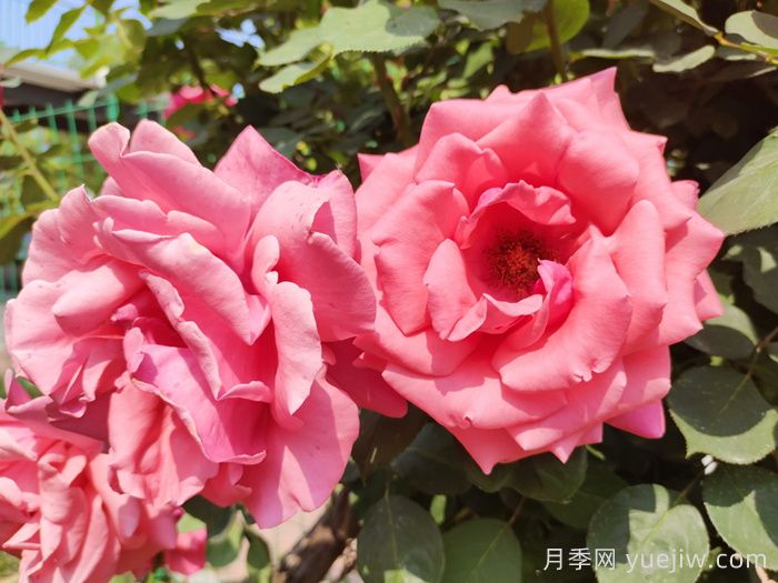 月季的花朵***大可以長到多少厘米？(圖1)