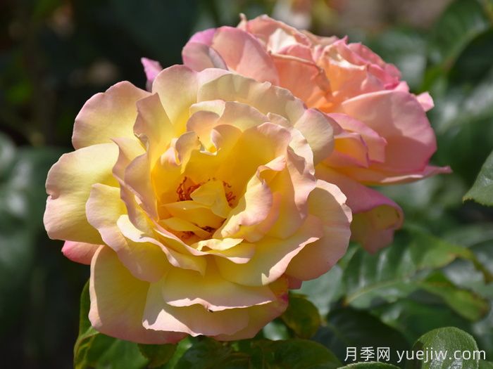 花朵直徑在15-20厘米的大花月季品種有哪些？(圖2)