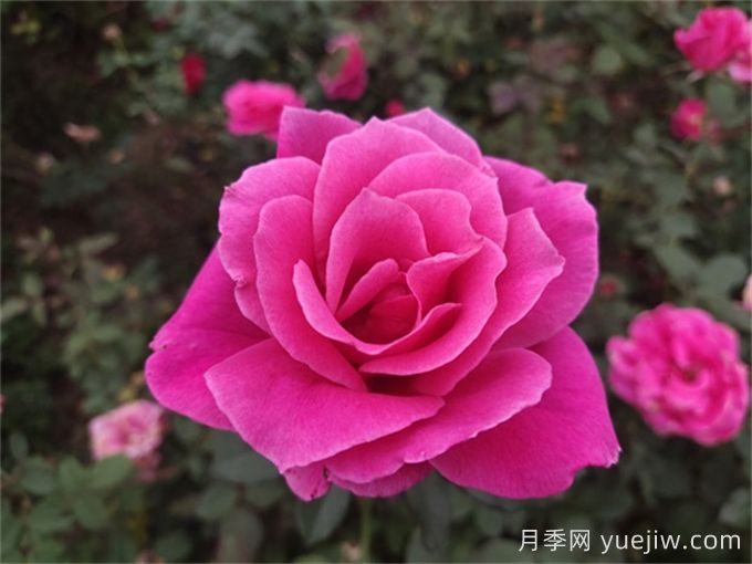 花朵直徑在15-20厘米的大花月季品種有哪些？(圖3)