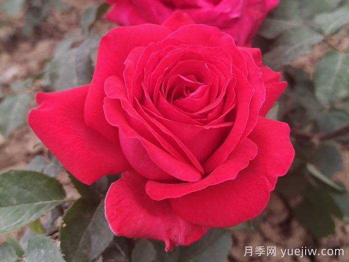 花朵直徑在15-20厘米的大花月季品種有哪些？(圖4)