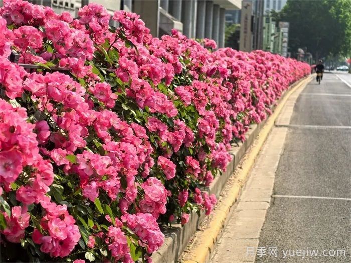 上海月季：申城月季全城開(kāi)，賞月季地圖指南(圖7)
