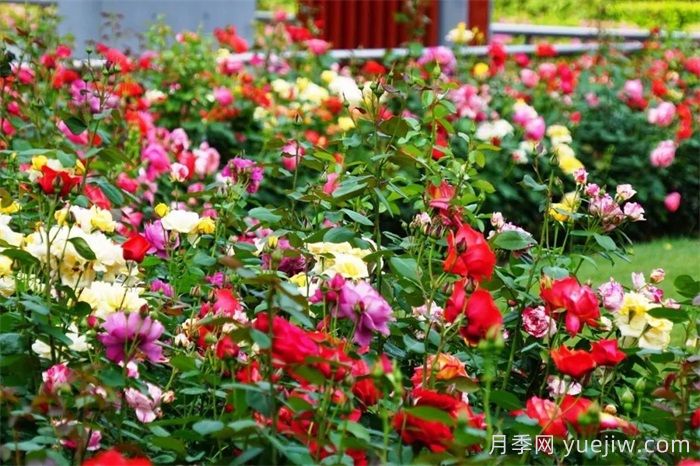 上海月季：申城月季全城開(kāi)，賞月季地圖指南(圖5)