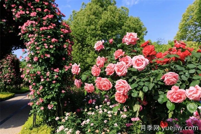 上海月季：申城月季全城開(kāi)，賞月季地圖指南(圖6)