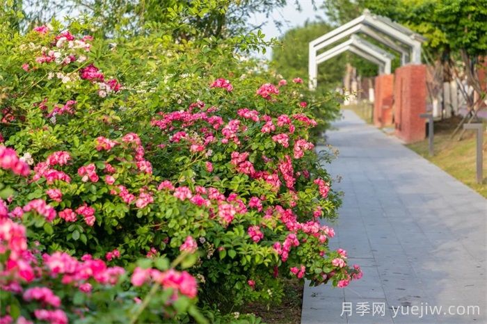 東臺月季：安吉拉開爆，東臺人走花路上班(圖2)