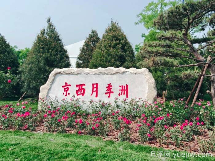 第九屆國際月季大會，北京京西月季洲開啟頂流(圖1)