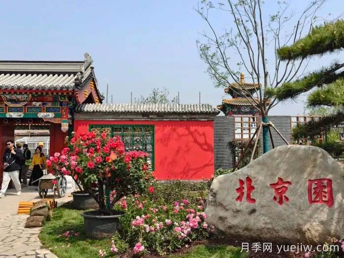第九屆國際月季大會，北京京西月季洲開啟頂流(圖3)