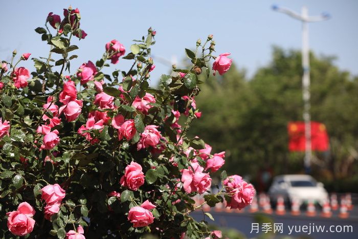 濱州月季：市花月季綻放，繁花似錦惹人醉！(圖1)