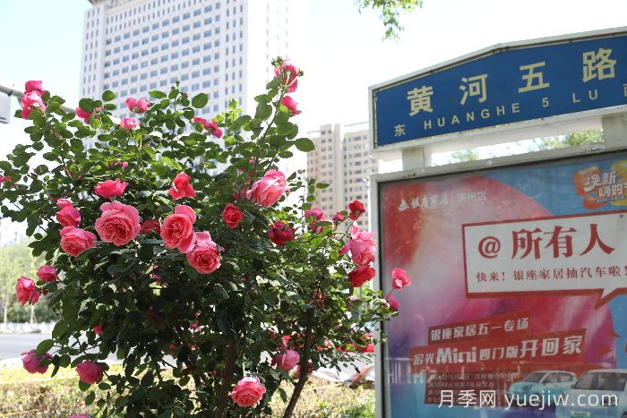 濱州月季：市花月季綻放，繁花似錦惹人醉！(圖2)