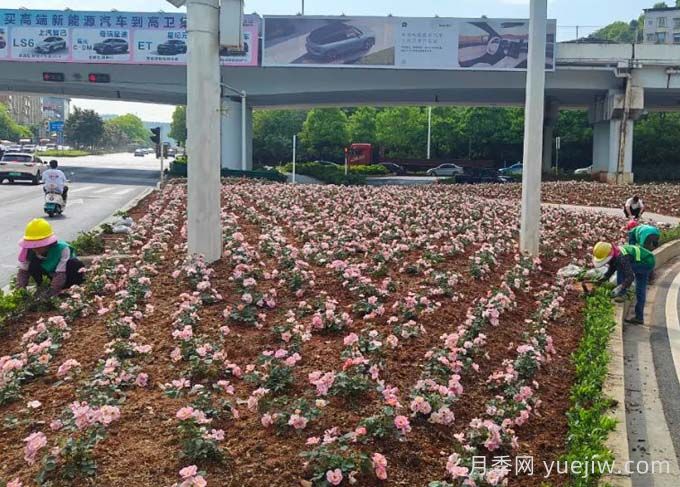 郴州月季：郴州增植月季，月季綻放驚艷花海(圖1)