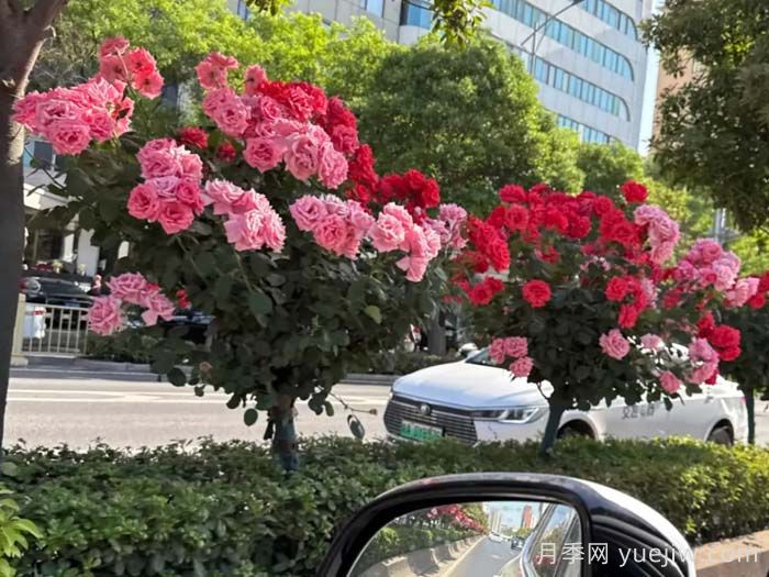 西安月季：一路絢爛，素質月季花開滿西安(圖1)