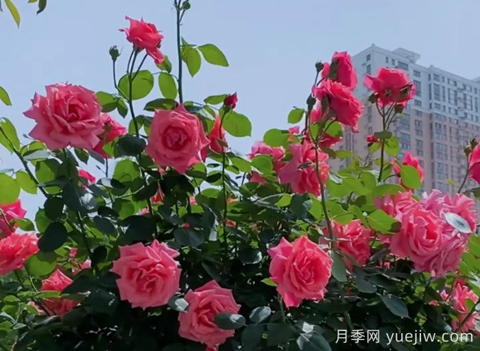 西安月季：一路絢爛，素質月季花開滿西安(圖2)
