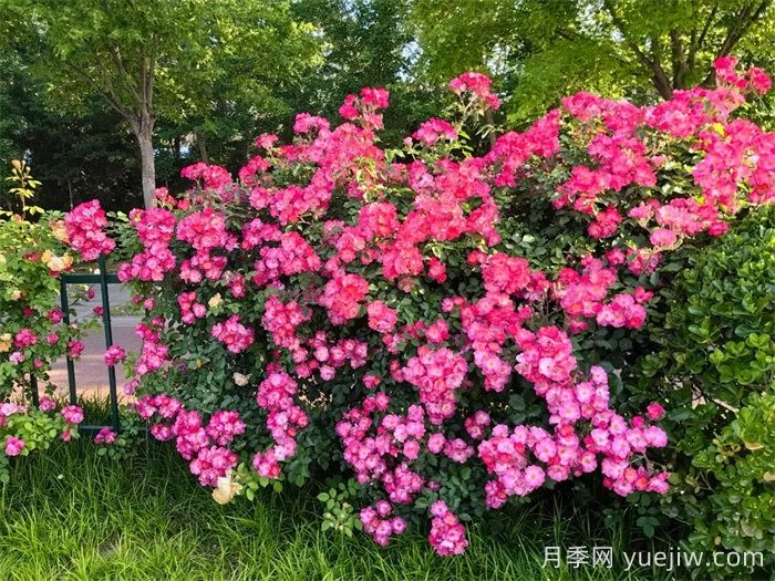 濰坊月季：月季在哪里？主干道萬株月季盛開(圖1)