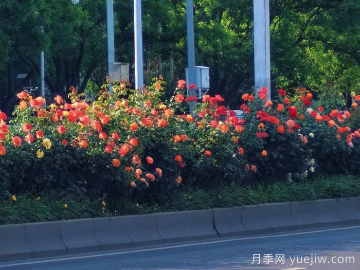 北京豐臺17.6公里月季項鏈上線，三環(huán)路變身浪漫花廊(圖2)
