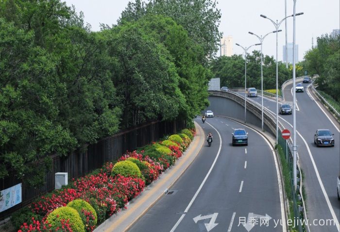 北京朝陽月季海洋，街頭已開濃顏模式(圖2)