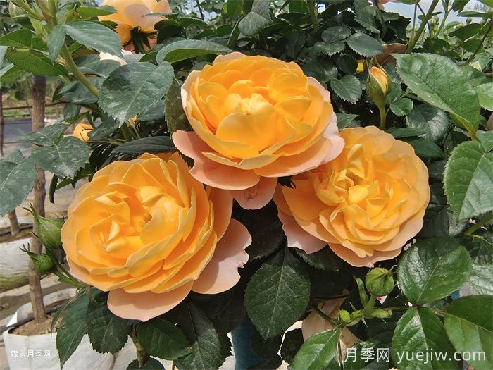 三款微型月季，陽臺養(yǎng)月季必選(圖1)