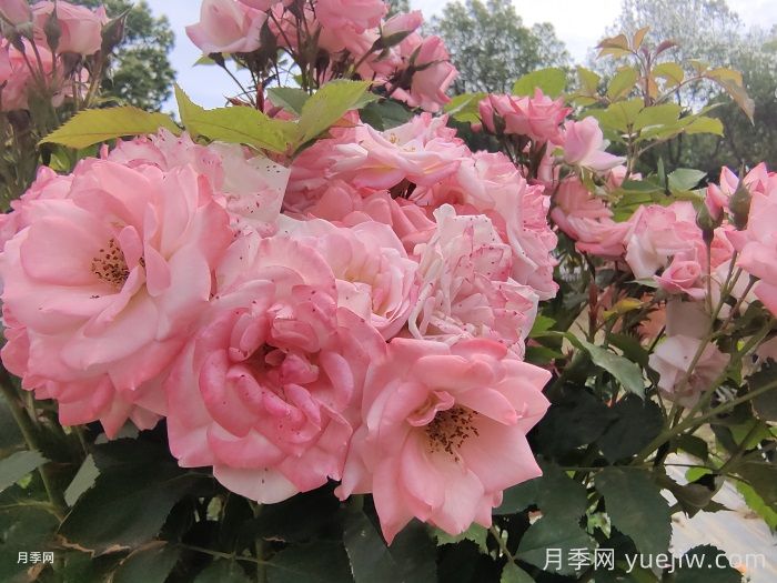 月季花后需要修剪嗎？不剪可以嗎？(圖1)