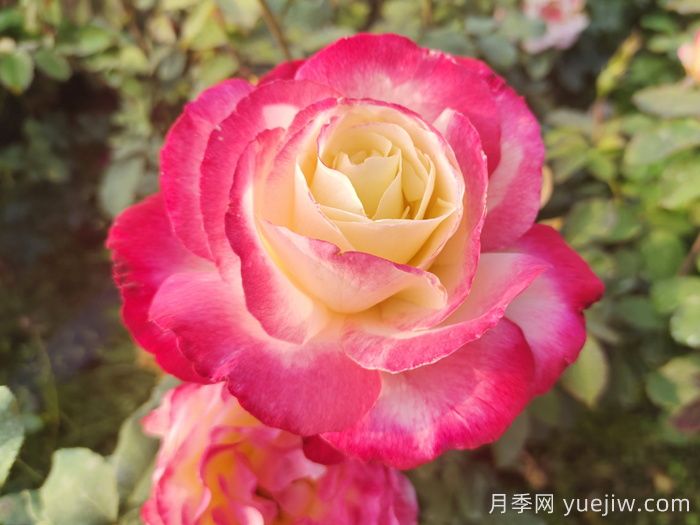 月季網推薦新手必入的9個大花月季(圖1)
