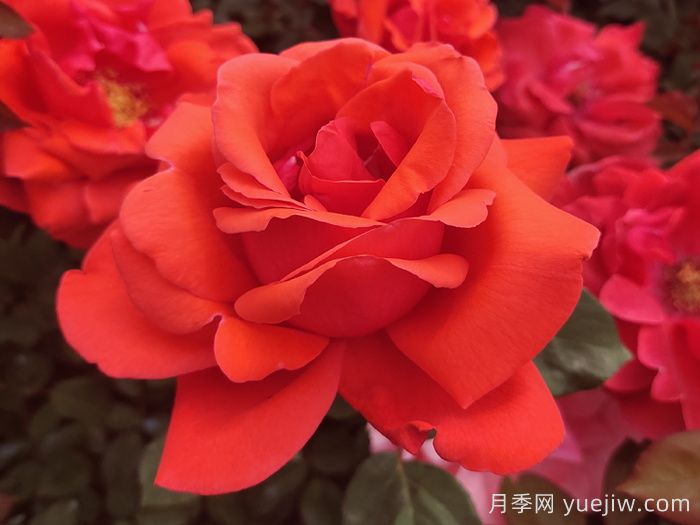 月季網推薦新手必入的9個大花月季(圖2)
