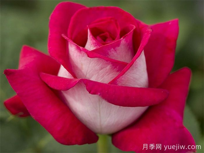 月季網推薦新手必入的9個大花月季(圖6)