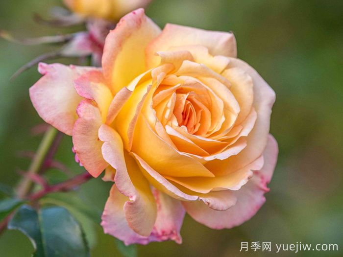 月季網推薦新手必入的9個大花月季(圖4)