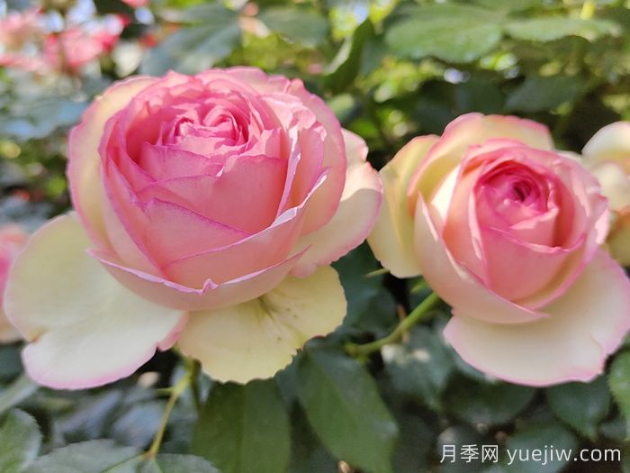 花中皇后的秘密，你不知道的月季知識(圖1)