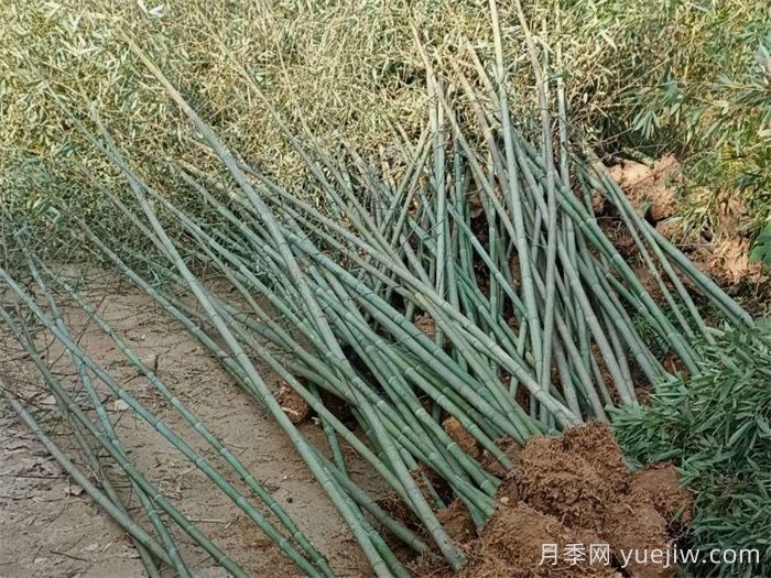 竹子的種類特性、分布狀況和應(yīng)用前景(圖1)