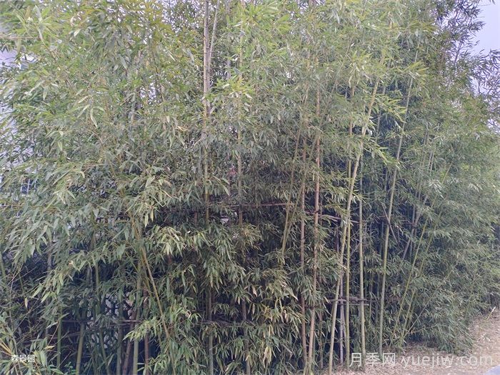 竹子的種類特性、分布狀況和應(yīng)用前景(圖2)