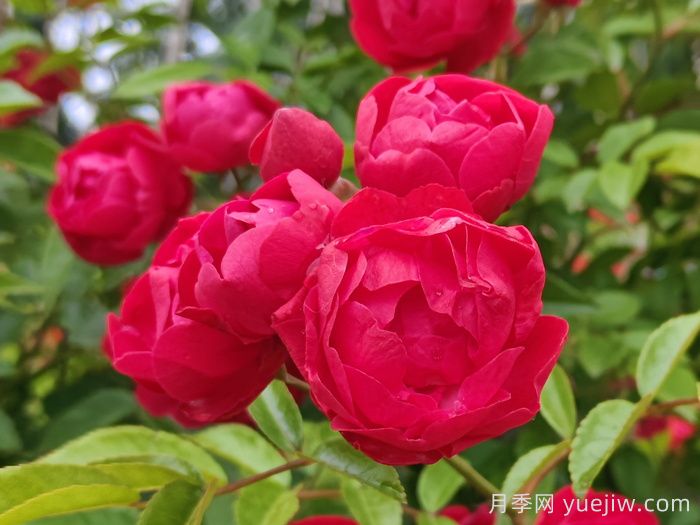 紅科斯特變成紅木香月季，新名字成就一種花(圖1)