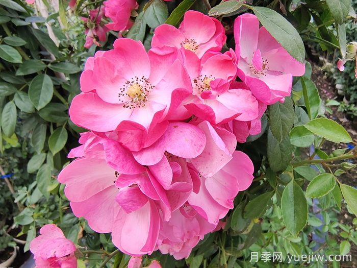 藤本月季中有哪些單瓣花？(圖1)