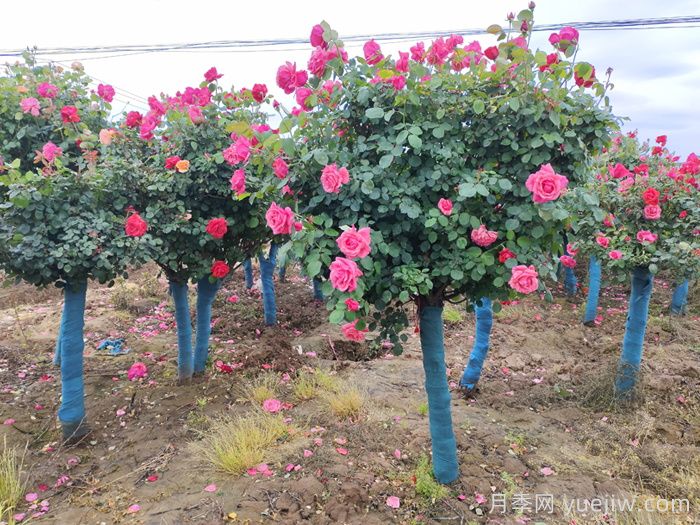 新手應(yīng)該如何養(yǎng)月季花？(圖3)