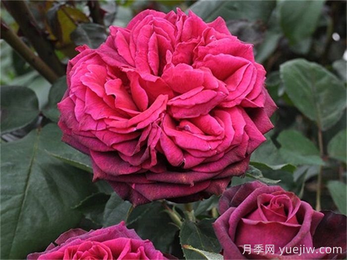 狄安娜伯爵夫人月季的優(yōu)缺點(diǎn)是什么？(圖1)