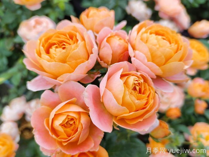 月季花開為何多姿多彩？科學(xué)分析(圖2)