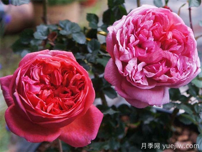 保羅克利月季的優(yōu)缺點是什么？(圖1)