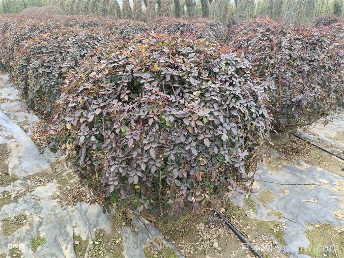 月季花耐寒***低多少度？(圖1)