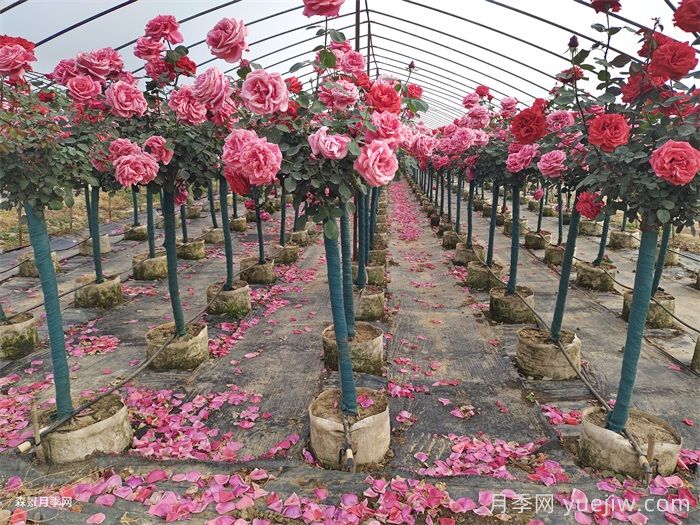 夏季月季養(yǎng)護(hù)全攻略：避開雷區(qū)，輕松爆花(圖1)