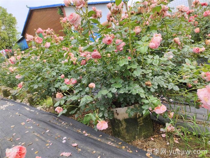 夏季月季養(yǎng)護(hù)全攻略：避開雷區(qū)，輕松爆花(圖2)