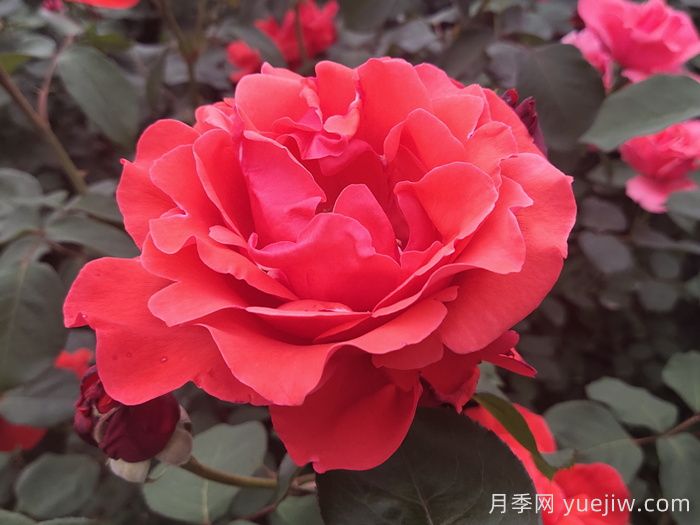 大花月季品種的花朵大小會受到哪些因素影響？(圖1)
