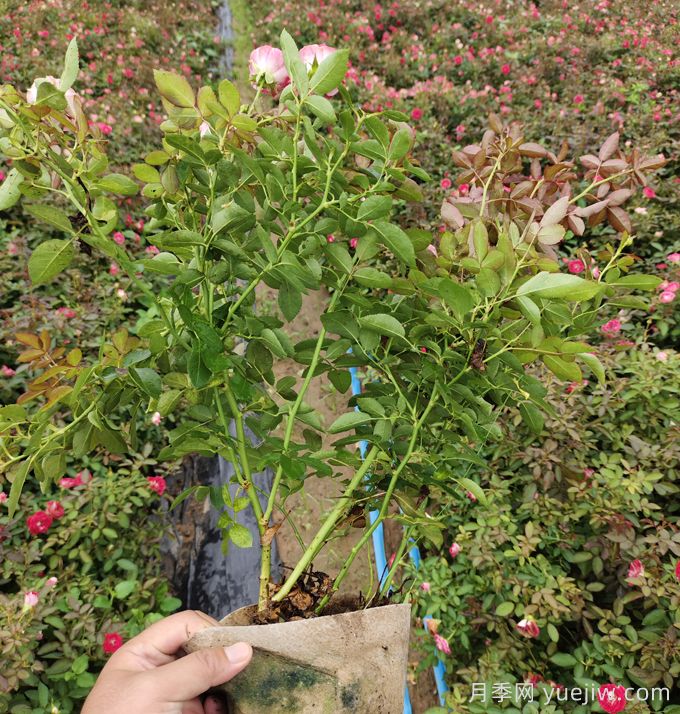 豐花月季大缽苗一平方需要多少棵？(圖2)