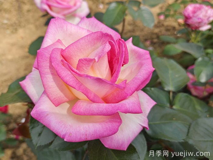 月季和玫瑰是一種花嗎？(圖1)