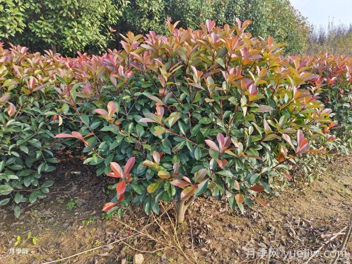 紅葉石楠球是常綠還是落葉苗木？(圖1)