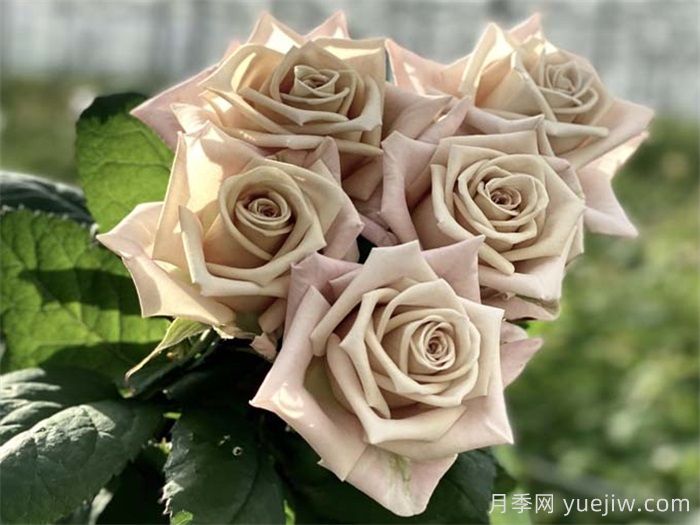 曼塔月季的優(yōu)缺點(diǎn)是什么？(圖1)