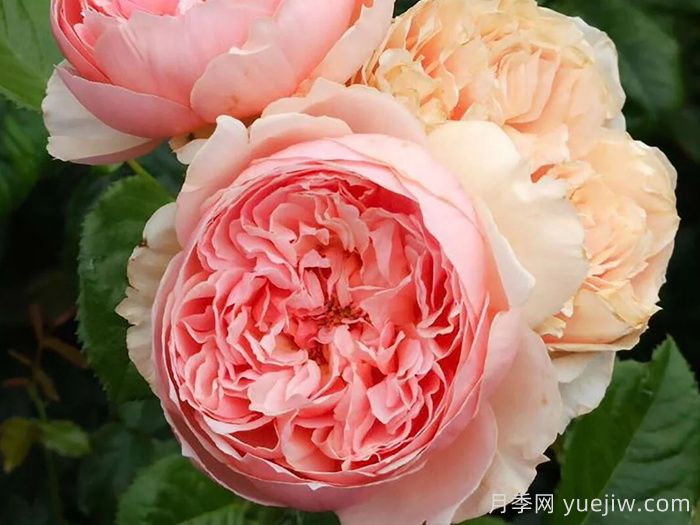 推薦10種不怕熱的月季，夏天隨便養(yǎng)，花開不停(圖3)