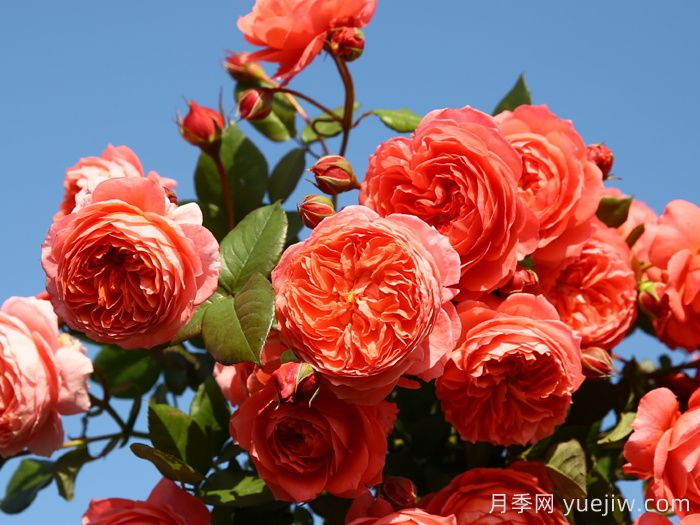 推薦10種不怕熱的月季，夏天隨便養(yǎng)，花開不停(圖4)