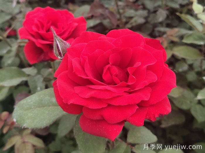月季花有什么顏色？10大色系(圖1)