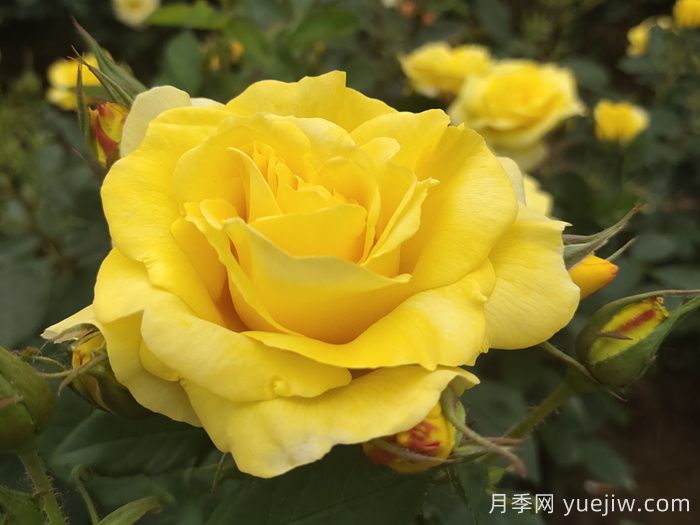 月季花有什么顏色？10大色系(圖3)