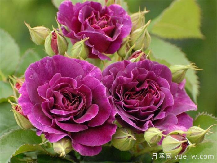 月季花有什么顏色？10大色系(圖4)