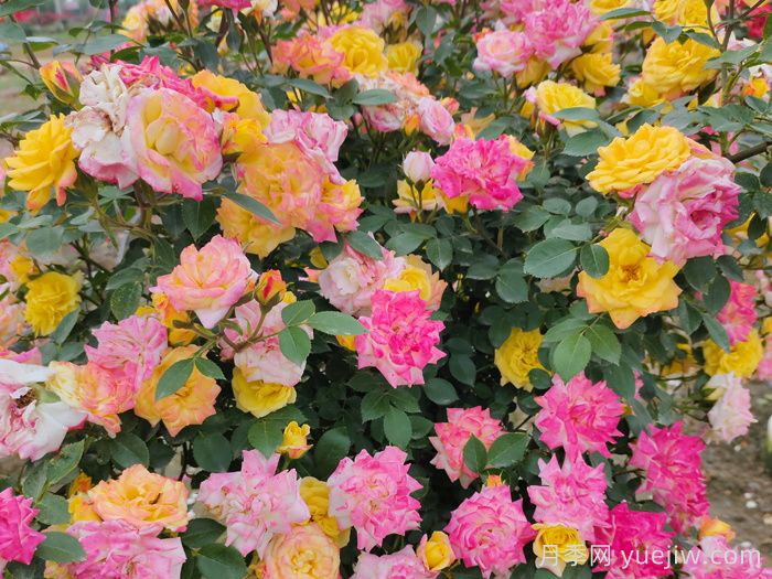 月季花有什么顏色？10大色系(圖5)