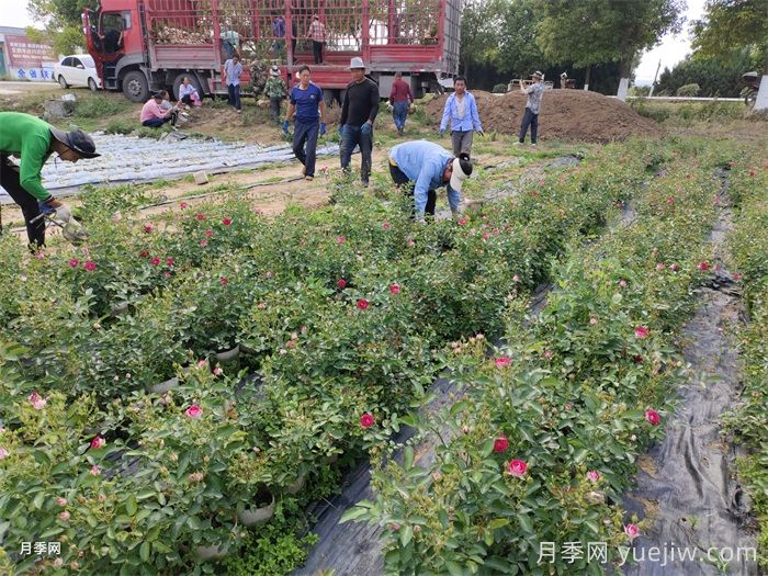 月季可以種在陰涼處嗎？(圖1)
