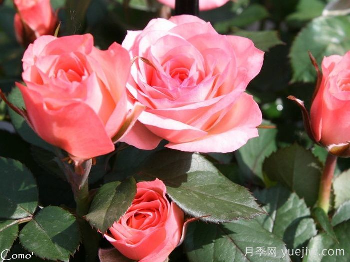 永遠(yuǎn)的科莫月季介紹和優(yōu)缺點(圖1)